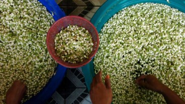 Pemalang Tawarkan Proyek Penyulingan Bunga Melati