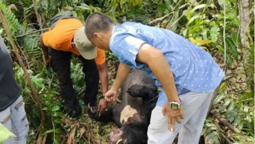 Seekor Beruang Madu Ditemukan Mati Akibat Terjerat Tali Jebakan
