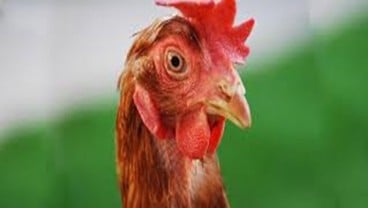 Jengger Ayam, Makanan Favorit di Prancis dan Italia