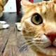 1.200 Kucing Dibuang di Soloraya Setahun Terakhir