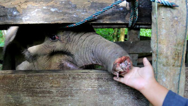 Pemulihan Anak Gajah Liar di Aceh Yang Terkena Jerat