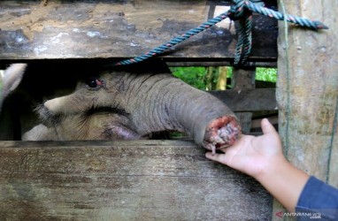 Anak Gajah dengan Belalai Terputus Berakhir Tragis