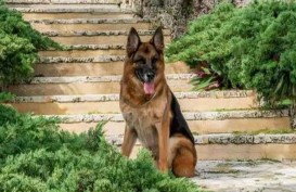 Mengenal Gunther IV, Anjing Paling Kaya di Dunia yang Tinggal di Rumah Mewah Madonna