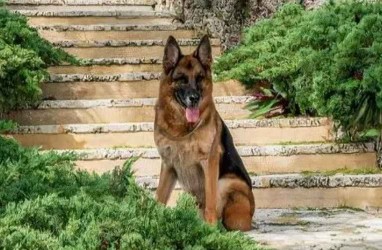 Mengenal Gunther IV, Anjing Paling Kaya di Dunia yang Tinggal di Rumah Mewah Madonna
