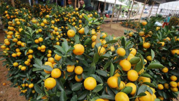 Selain Wortel, 5 Makanan Ini Juga Bisa Bikin Mata Sehat