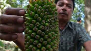 Kabupaten Tangerang Kembangkan Tanaman Porang