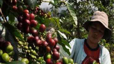 Petani Kopi Pasuruan Diminta Tingkatkan Pengolahan Seusai Panen