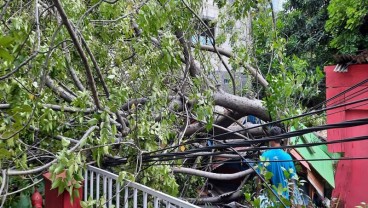 Pohon Bertumbangan! Siklon Tropis Paddy Ancam Jakarta Hari Ini