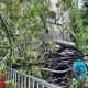 Pohon Bertumbangan! Siklon Tropis Paddy Ancam Jakarta Hari Ini