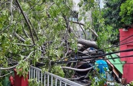 Bruk! Angin Kencang Robohkan Pohon Di Tanah Abang, 1 Orang Luka 