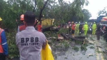 Masyarakat Diminta Mewaspadai Potensi Pohon Tumbang