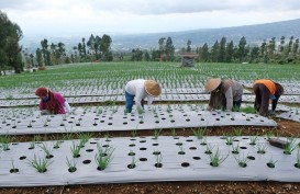 UMP 2022 Jateng, Hitung-hitungan Ekonom Bisa Naik 5 Persen