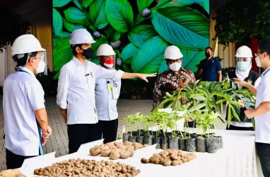 Petani Tangerang Diajak Budi Daya Porang