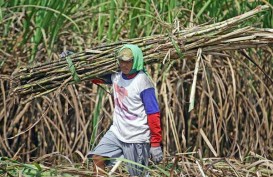 Kalau Dihitung Rasio Lahan, Produktivitas Gula di Indonesia Susut