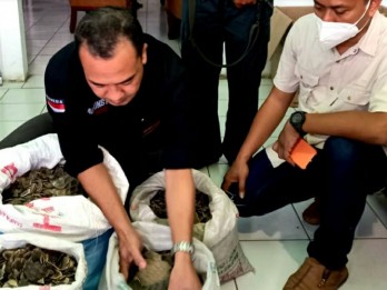 Sumatra Tidak Lagi Aman Bagi Spesies Trenggiling