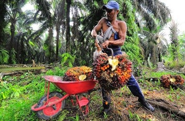 Harga Kelapa Sawit Berkibar, Kesejahteraan Petani Naik per November 2021