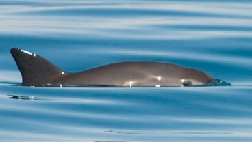 Vaquita, Hewan yang Hampir Punah, Hanya Tersisa 10 di Bumi 