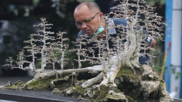 Kediri Dorong Budi Daya Bonsai Diperluas