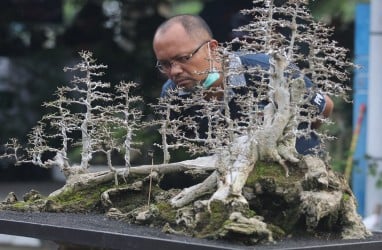 Kediri Dorong Budi Daya Bonsai Diperluas