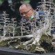 Kediri Dorong Budi Daya Bonsai Diperluas