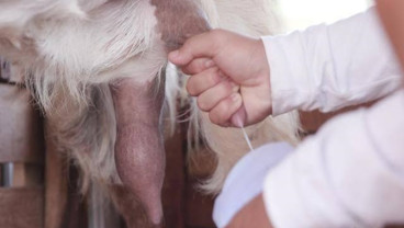 Meraup Untung dari Bisnis Susu Kambing di Masa Pandemi