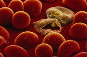 Kasus Kematian Akibat Malaria Naik Tajam Sepanjang 2020
