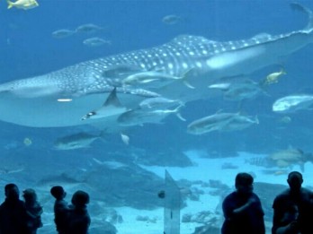 10 Akuarium Terbesar di Dunia, Paling Besar Bisa Tampung Hingga 100.000 Hewan Laut