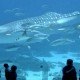 10 Akuarium Terbesar di Dunia, Paling Besar Bisa Tampung Hingga 100.000 Hewan Laut