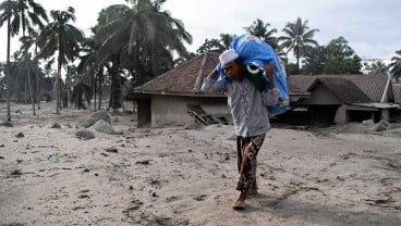 Ribuan Hektare Pertanaman Kopi Terdampak Bencana Semeru