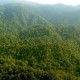 Tekan Deforestasi, Model Multiusaha Kehutanan Mulai Membuahkan Hasil