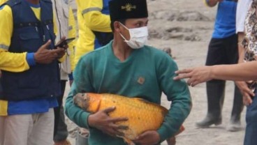 Ikan Mas Ukuran Besar, Selamat Dari Awan Panas Gunung Semeru 