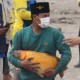 Ikan Mas Ukuran Besar, Selamat Dari Awan Panas Gunung Semeru 