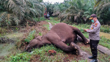 Gajah Sumatra di Riau Mati Karena Tersengat Listrik