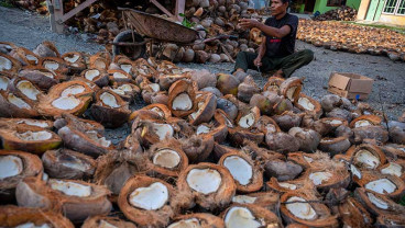 Harga Kembali Naik, Petani Mulai Kembali Mengolah Kelapa Menjadi Kopra