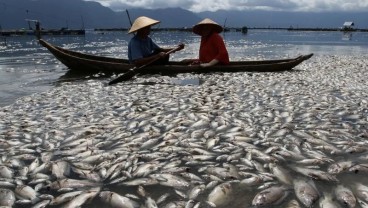 Ratusan Ton Ikan di Danau Maninjau Mati