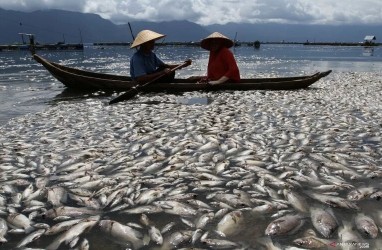 Ratusan Ton Ikan di Danau Maninjau Mati