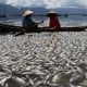 Ratusan Ton Ikan di Danau Maninjau Mati