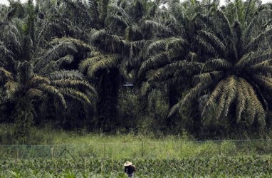 PNGO Bakal Bangun Pabrik Kelapa Sawit Baru di Sumsel