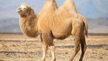 Unik, Ada Kontes Kecantikan Unta di Abu Dhabi