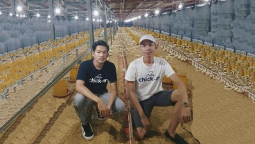 Aplikasi Smart Farm Ini Bantu Peternakan Ayam Broiler Lebih Efisien