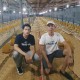 Aplikasi Smart Farm Ini Bantu Peternakan Ayam Broiler Lebih Efisien