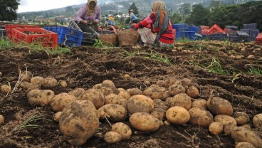 Temanggung Menyiapkan 339 Hektare Lahan Food Estate