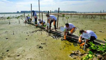 Pelindo Marines & Insan Maritim Berkolaborasi Hijaukan Bakau Romokalisari