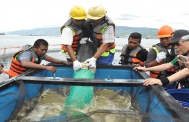 Nilai Bisnis Budi Daya Ikan Melalui KJA di Danau Toba Capai Rp4 Triliun tiap Tahun