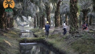 IPO Rp2 Triliun pada 2022, Nusantara Sawit Bakal Tambah Produksi