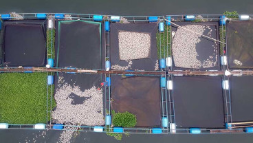 Cuaca Buruk Membuat Ikan di Danau Maninjau Mati Massal