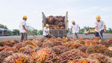 Produksi Naik, Biaya Turun, Holding Perkebunan Untung Sepanjang Tahun