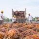 Produksi Naik, Biaya Turun, Holding Perkebunan Untung Sepanjang Tahun