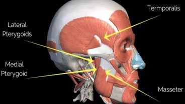 Ilmuwan Temukan Organ Baru dari Tubuh Manusia