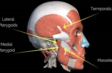 Ilmuwan Temukan Organ Baru dari Tubuh Manusia